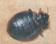 陰蝨圖片 陰蝨圖片